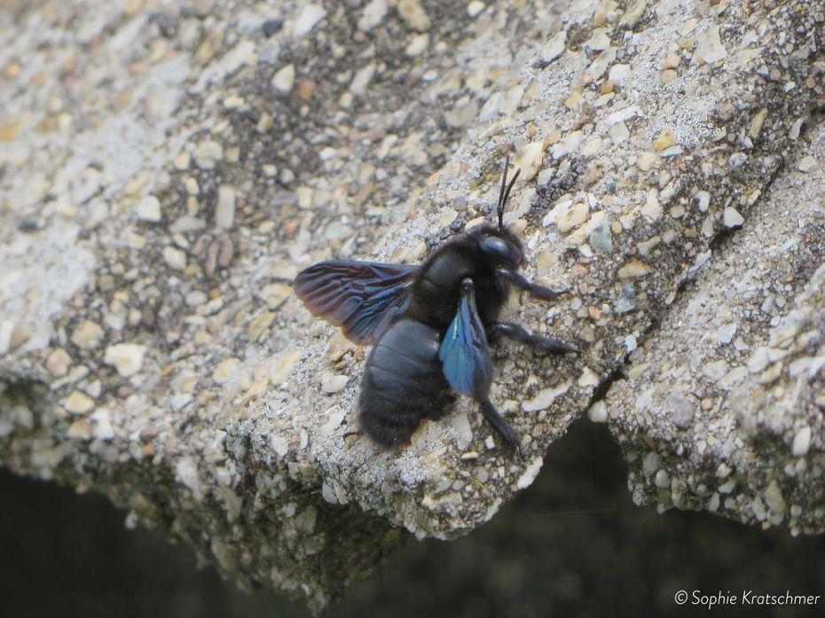 Holzbiene (Xylocopa sp.)